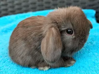 Minilop kaninunge sælges 