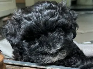 Bichon Havanais hvalpe