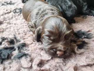 FT cocker spaniel hunde til salg 