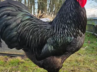 Ung hane Australorps 