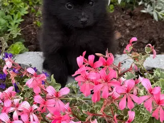 Pomeranian han hvalpe