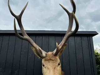Udstoppet skuldermonteret kronhjort