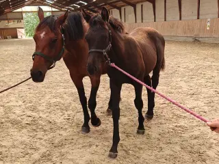 Føl hingst hest
