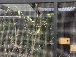 Australske undulater