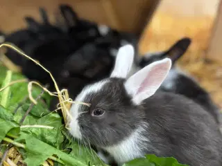 Kaninunger af stor race