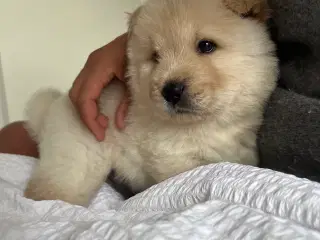 sødeste hundehvalp 
