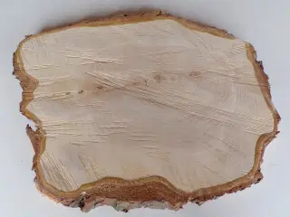 NY Thuja Træskive med bark 41 cm lang