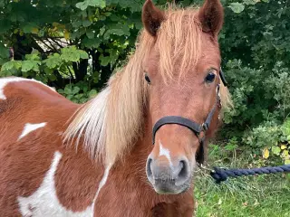 4 års shetlænderhoppe