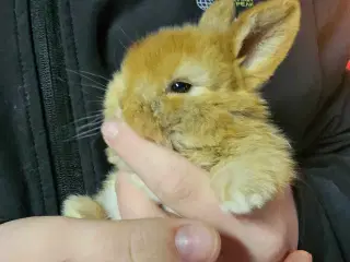 Lionlop minilop unger