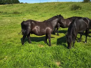2 sorte pony valakker 4 og 5 år, ca. 125 i stsng