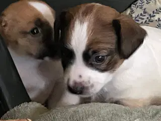 Jack Russell terrier hvalpe