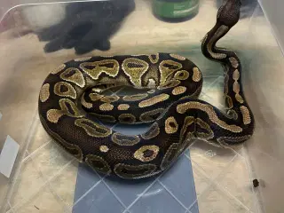Konge Python plug and play