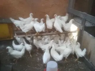 Rigtig god ægge lægger på 20 uge 