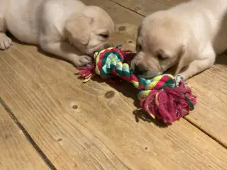 Hunde hvalpe
