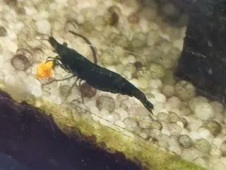 Rejer Green jade neocaridina 
