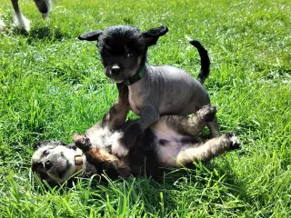 Chinese crested/powder puff drenge med DKK stambog