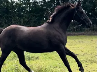 Chance hest connemara/palomino