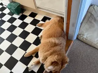 Chow Chow tæve