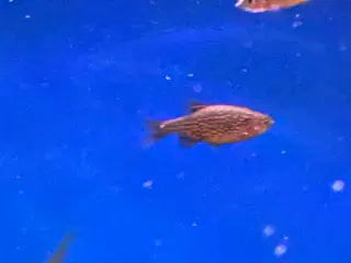 Rasbora Galaxy 