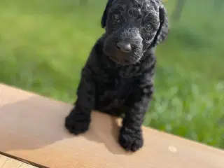 Labradoodle hvalpe