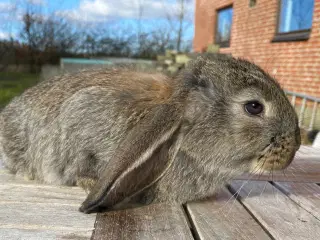 FRANSK VÆDDER HAN VILDTGRÅ