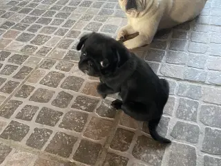 1 lille og fræk moppelop bamse søger nyt hjem 🥰