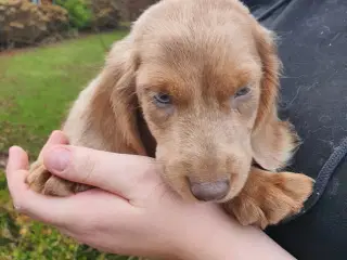 Langhåret rød merle gravhunde hvalpe