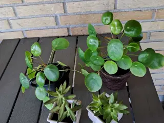 Potteplanter