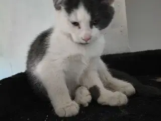 Maine Coon killinger 12uger flyttrklar om 4 uger, 