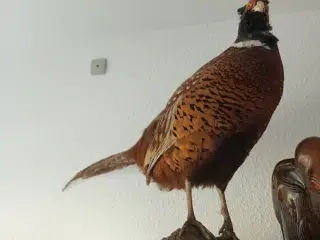 Udstoppede dyr, SMUK UDSTOPPET FASAN, MEGET SMUK U