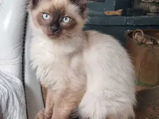 Ragdoll han killinge 