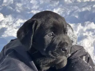Flotte labrador hvalpe