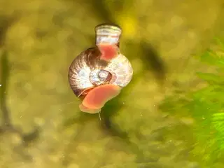 🧟‍♂️🐌 Zombie Posthornsnegle – VILDE striber!