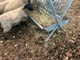 Suffolk væddere sælges