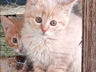 Vidunderlige kattekillinger