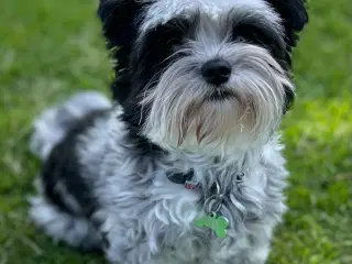  parring af Malteser /Yorkshire terrier 