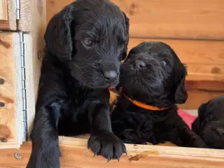 Hvalp Cocker Havapoo