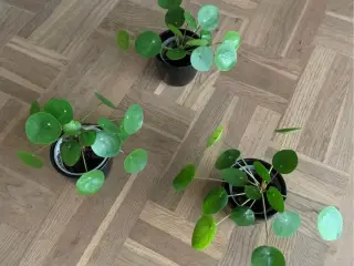 Pilea