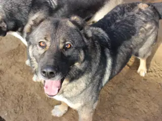 Skøn bamse søger familie! 🤎