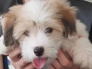 Coton de tulaer 