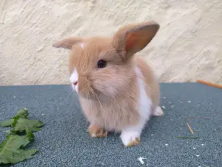 Mini Lop UK søstre