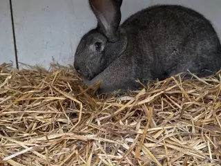 Belgisk/tysk kæmpe hankanin til salg i 6818