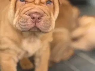 Hej Vi er to flotte Tæve  tilbage ❤️❤️❤️