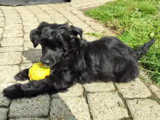 Chinese crested powder puff dreng med DKK stambog
