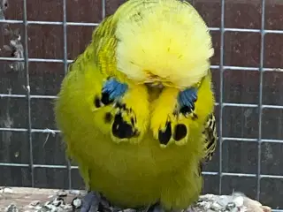 Engelsk hanundulat split tcb