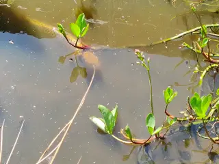 Gratis koi fisk til havedam - to store og en lille