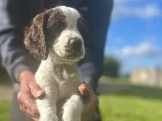 FT Cocker spaniel