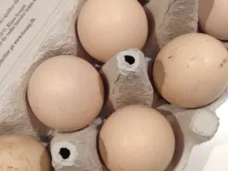 Rugeæg af racen hvid sussex