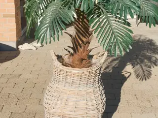 Pilefletkurv m/palme