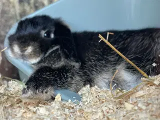 2 smukke Mini lop 